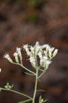 Waxy thoroughwort